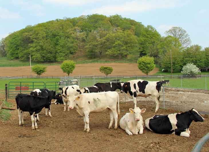 Lancaster County PA Dairy farms