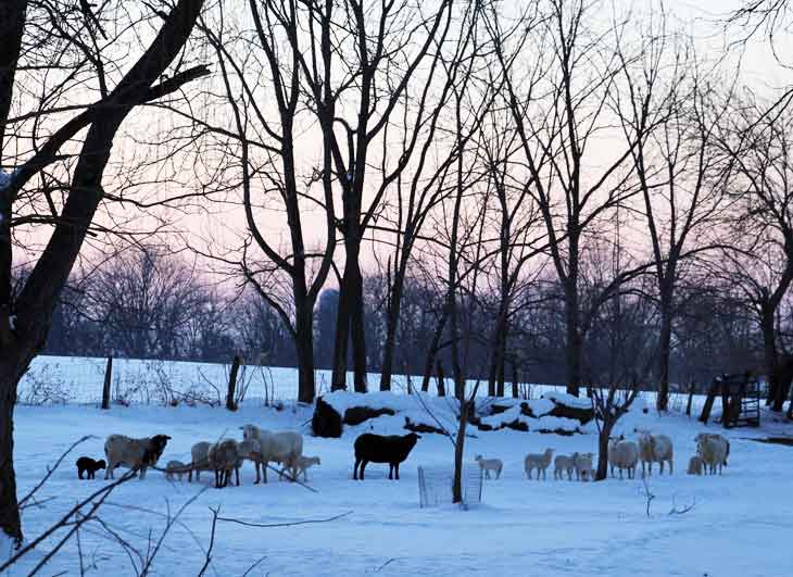 Lancaster County Bed and Breakfast in the winter