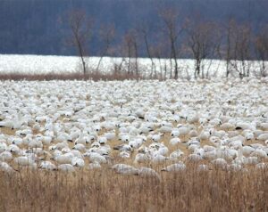 Snow geese migration